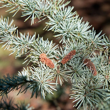 Glauca' Blue Cedar Tree | Cedrus atlantica Ornamental Trees