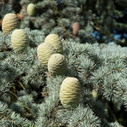 Glauca' Blue Cedar Tree | Cedrus atlantica Ornamental Trees