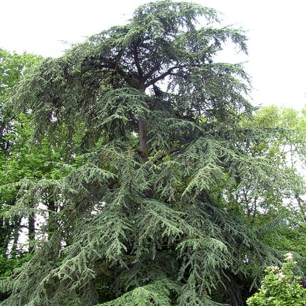 Glauca' Blue Cedar Tree | Cedrus atlantica Ornamental Trees