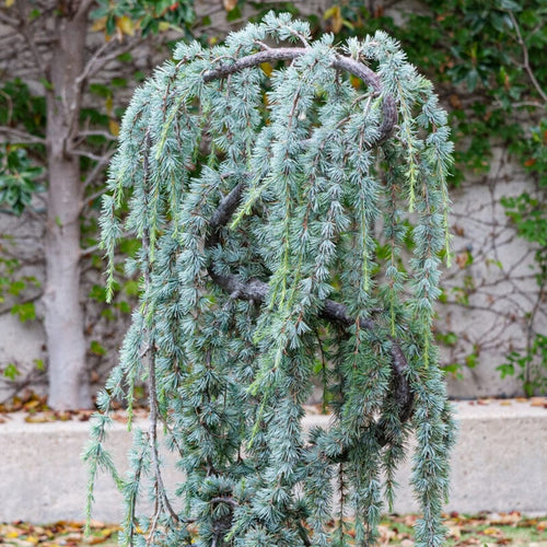 Weeping Blue Cedar Tree | Cedrus atlantica 'Glauca Pendula' Ornamental Trees