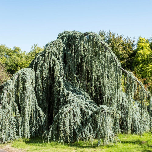 Weeping Blue Cedar Tree | Cedrus atlantica 'Glauca Pendula' Ornamental Trees