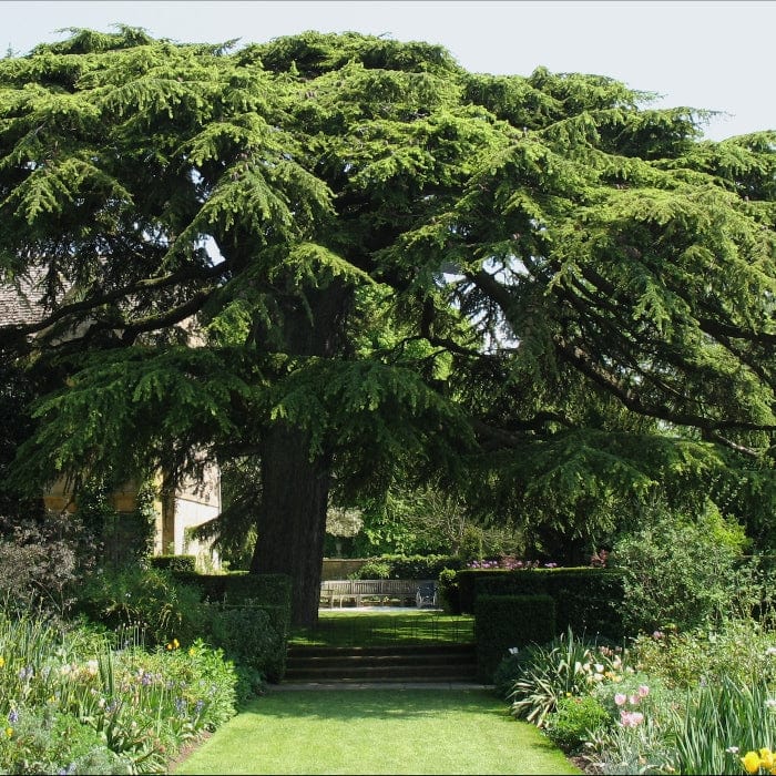 Lebanese Cedar Tree | Cedrus libani