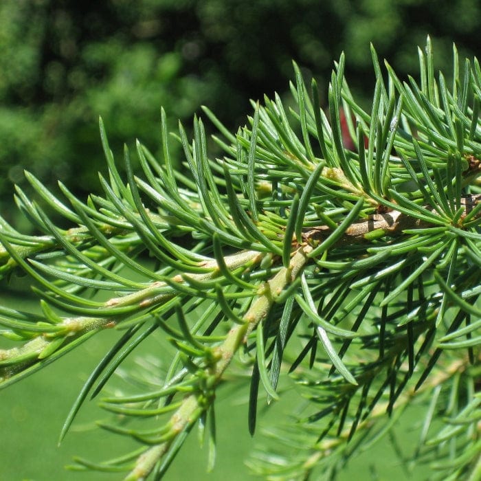 Cedar of Lebanon Tree | Cedrus libani Ornamental Trees