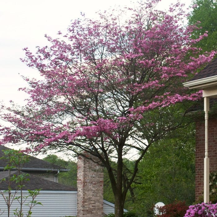 Pink Flowering Dogwood Tree | Cornus florida 'Rubra' Ornamental Trees
