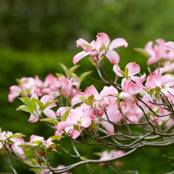 Copacabana' Japanese Dogwood Tree | Cornus kousa Ornamental Trees