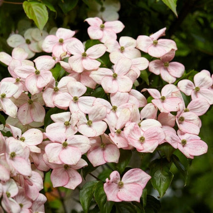 Miss Satomi' Japanese Dogwood Tree | Cornus kousa Ornamental Trees