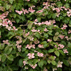Miss Satomi' Japanese Dogwood Tree | Cornus kousa Ornamental Trees