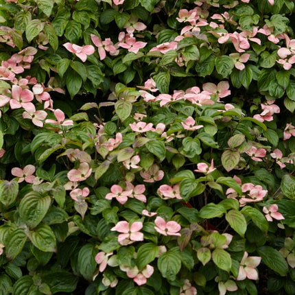Miss Satomi' Japanese Dogwood Tree | Cornus kousa Ornamental Trees