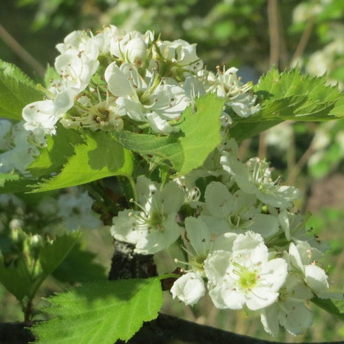 Double White Hawthorn Tree | Crataegus laevigata 'Plena' Ornamental Trees