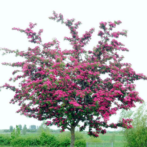 Double Pink Hawthorn Tree | Crataegus laevigata 'Rosea Flore Pleno' Ornamental Trees