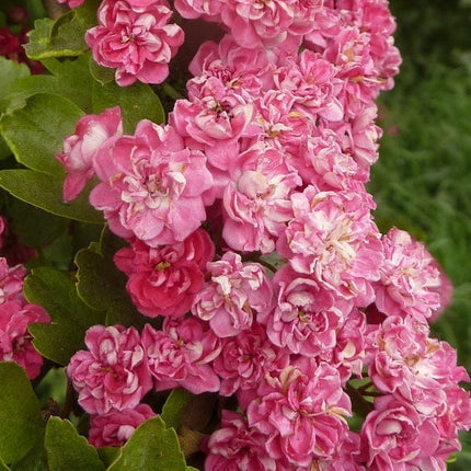 Double Pink Hawthorn Tree | Crataegus laevigata 'Rosea Flore Pleno' Ornamental Trees