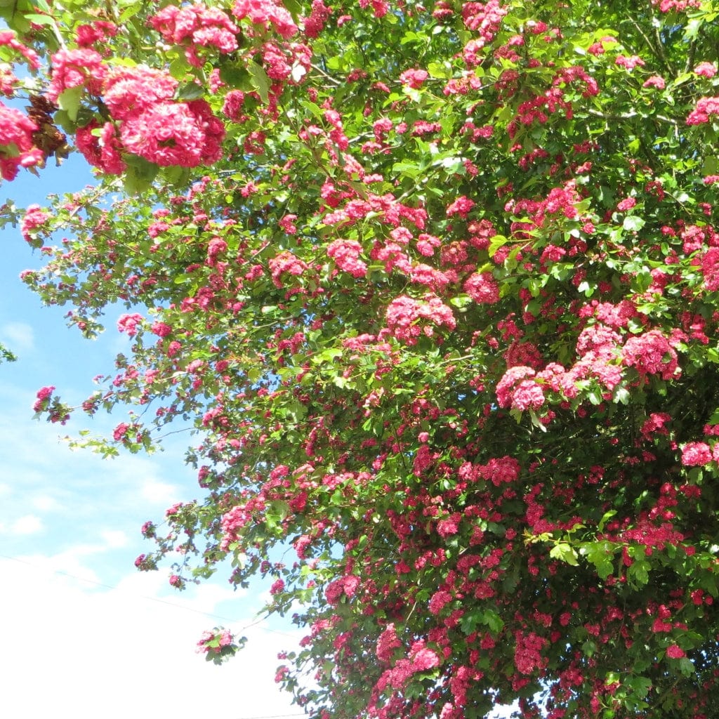 Double Pink Hawthorn Tree | Crataegus laevigata 'Rosea Flore Pleno'