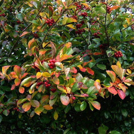 Broad-Leaved Cockspur Thorn Tree | Crataegus persimilis 'Prunifolia' Ornamental Trees