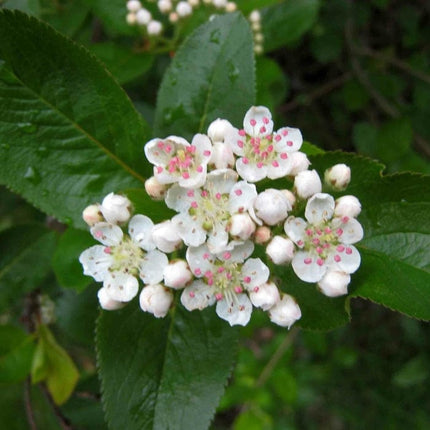 Broad-Leaved Cockspur Thorn Tree | Crataegus persimilis 'Prunifolia' Ornamental Trees