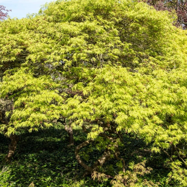 Green Weeping Japanese Maple Tree | Acer palmatum 'Dissectum' Ornamental Trees