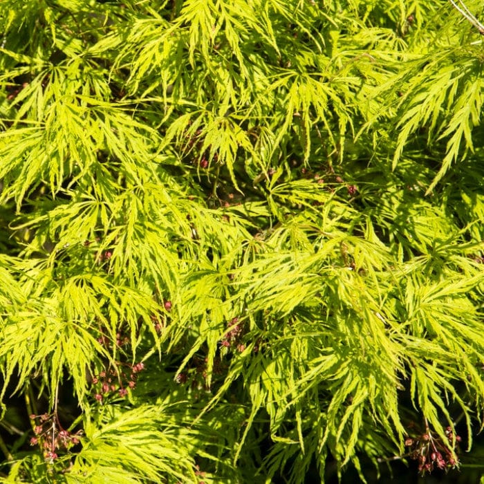 Green Weeping Japanese Maple Tree | Acer palmatum 'Dissectum' Ornamental Trees