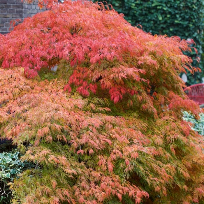 Green Weeping Japanese Maple Tree | Acer palmatum 'Dissectum' Ornamental Trees