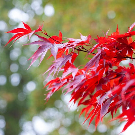 Red Japanese Maple Tree | Acer palmatum 'Fireglow' Ornamental Trees