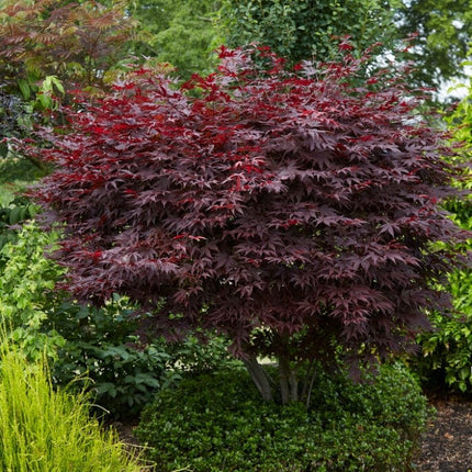 Red Japanese Maple Tree | Acer palmatum 'Fireglow' Ornamental Trees