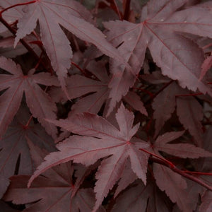 Red Japanese Maple Tree | Acer palmatum 'Fireglow' Ornamental Trees