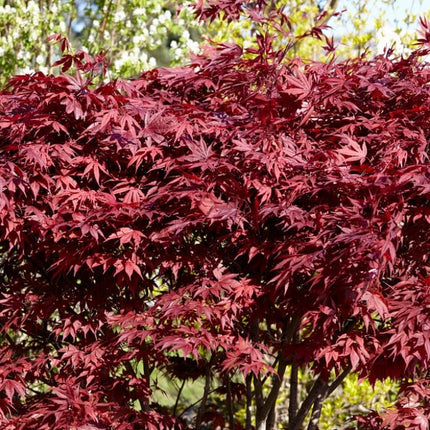 Red Japanese Maple Tree | Acer palmatum 'Fireglow' Ornamental Trees