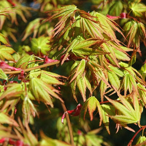 Japanese Maple Tree | Acer palmatum 'Katsura' Ornamental Trees