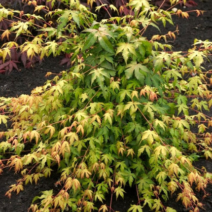 Japanese Maple Tree | Acer palmatum 'Katsura' Ornamental Trees