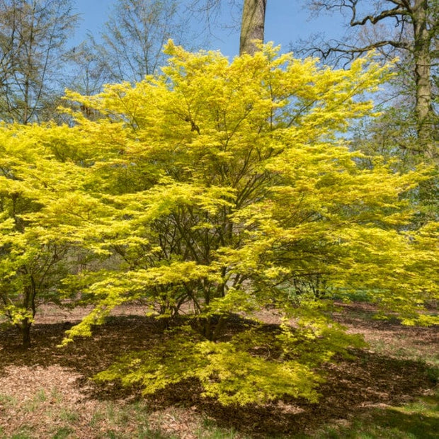 Japanese Maple Tree | Acer palmatum 'Katsura' Ornamental Trees