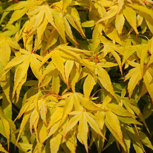 Japanese Maple Tree | Acer palmatum 'Katsura' Ornamental Trees