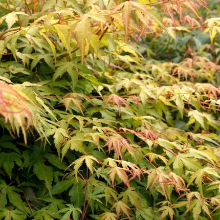 Japanese Maple Tree | Acer palmatum 'Katsura' Ornamental Trees