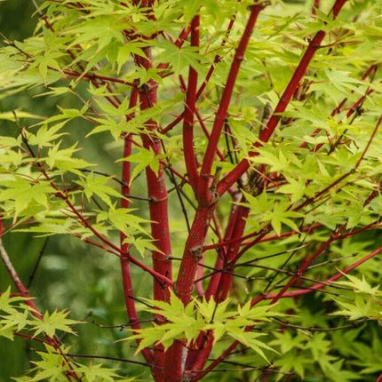 Coral Bark Japanese Maple Tree | Acer palmatum 'Sangokaku' Ornamental Trees