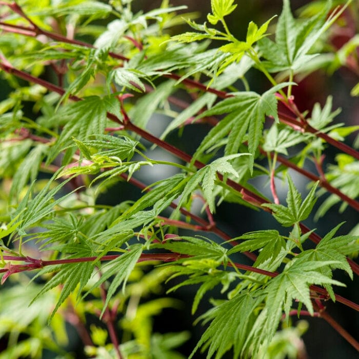 Coral Bark Japanese Maple Tree | Acer palmatum 'Sangokaku' Ornamental Trees