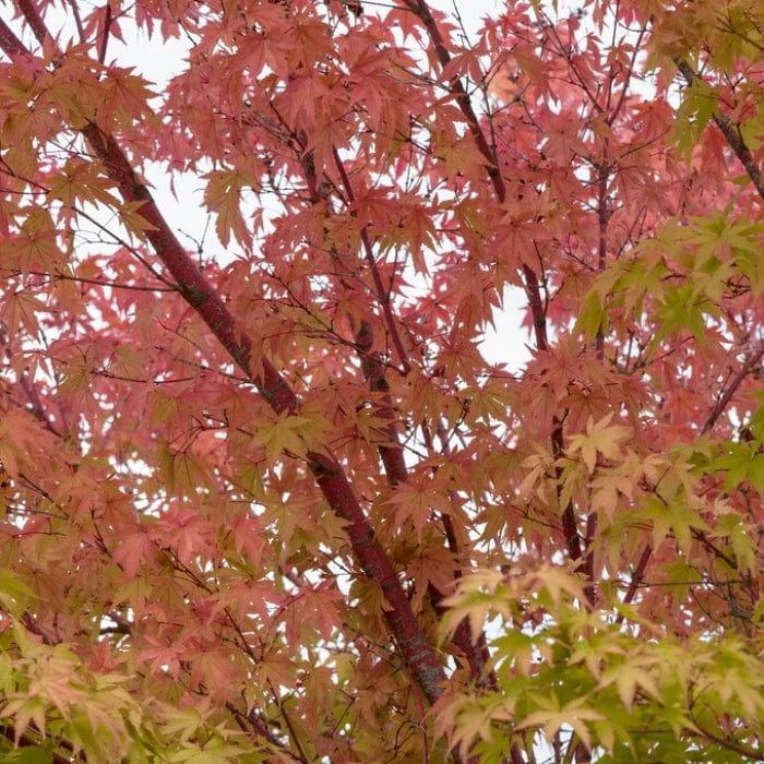 Coral Bark Japanese Maple Tree | Acer palmatum 'Sangokaku' Ornamental Trees