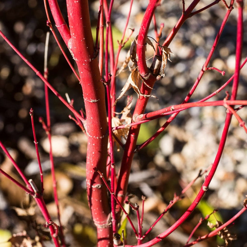Coral Bark Japanese Maple Tree | Acer palmatum 'Sangokaku' Ornamental Trees