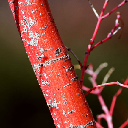 Coral Bark Japanese Maple Tree | Acer palmatum 'Sangokaku' Ornamental Trees