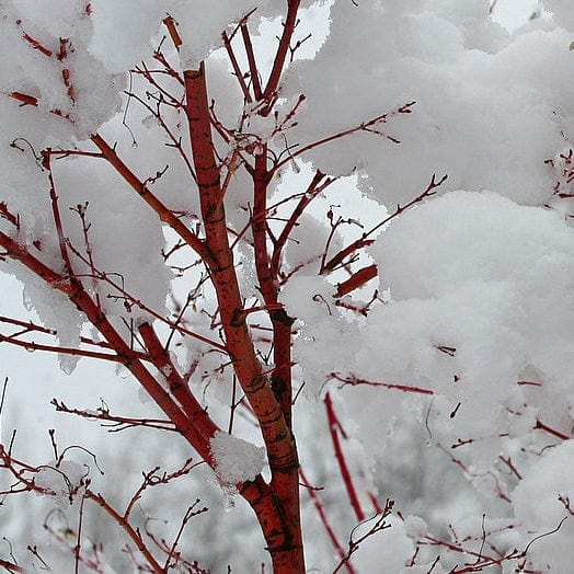 Coral Bark Japanese Maple Tree | Acer palmatum 'Sangokaku' Ornamental Trees