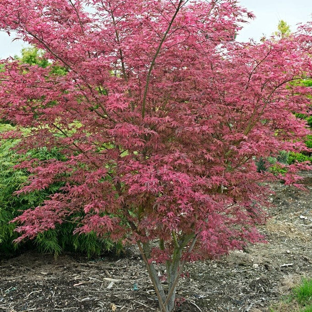 Variegated Japanese Maple Tree | Acer palmatum 'Shirazz' Ornamental Trees