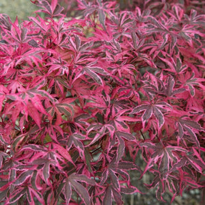 Variegated Japanese Maple Tree | Acer palmatum 'Shirazz' Ornamental Trees