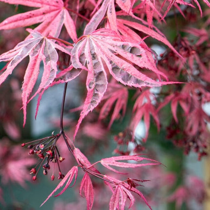 Variegated Japanese Maple Tree | Acer palmatum 'Shirazz' Ornamental Trees