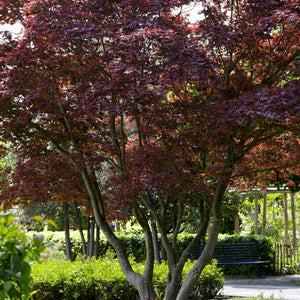 Purple Japanese Maple Tree | Acer palmatum 'Atropurpureum' Ornamental Trees