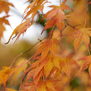 Purple Japanese Maple Tree | Acer palmatum 'Atropurpureum' Ornamental Trees