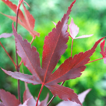 Purple Japanese Maple Tree | Acer palmatum 'Atropurpureum' Ornamental Trees