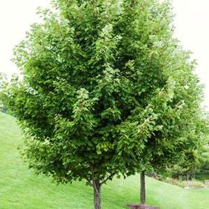 Canadian Red Maple Tree | Acer rubrum Ornamental Trees