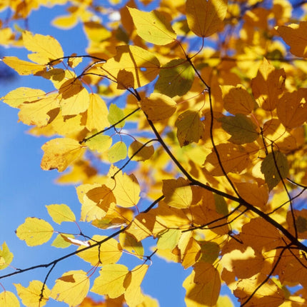 Canadian Red Maple Tree | Acer rubrum Ornamental Trees