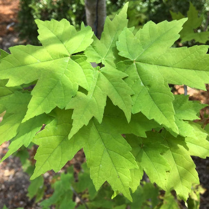 Canadian Red Maple Tree | Acer rubrum Ornamental Trees