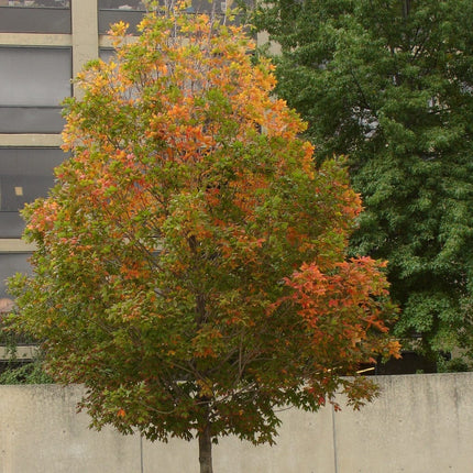 Canadian Red Maple Tree | Acer rubrum Ornamental Trees