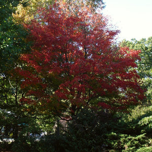 Canadian Red Maple Tree | Acer rubrum Ornamental Trees