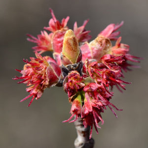 Canadian Red Maple Tree | Acer rubrum Ornamental Trees