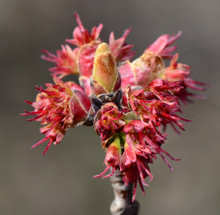 Canadian Red Maple Tree | Acer rubrum Ornamental Trees