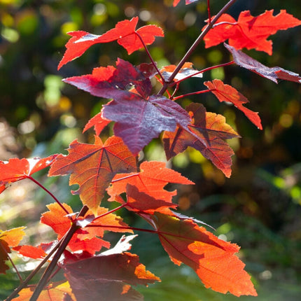 Canadian Red Maple Tree | Acer rubrum 'Fairview Flame' Ornamental Trees